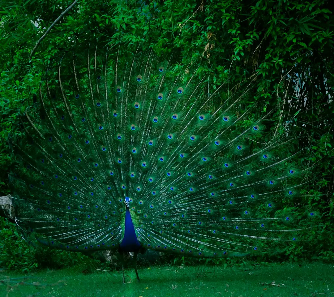 Peacock lansează noul prequel la Crystal Lake fără mască de hochei